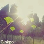 Ginkgo-links-300x300